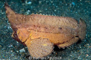 cockatoo waspfish (Ablabys taenianotus) by Mathieu Foulquié 